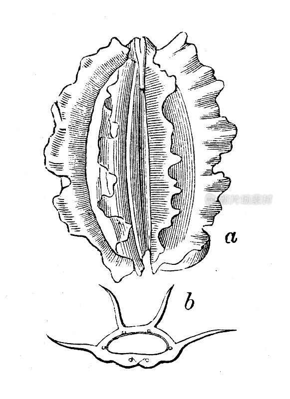 仿古雕刻插图:大叶Laserpitium latifolium，阔叶sermountain